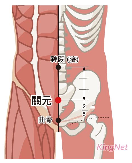 氣海關元位置|關元穴位置 